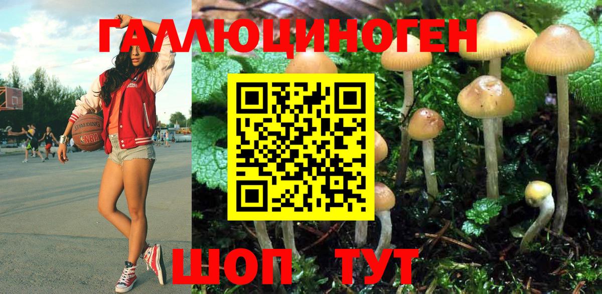 Псилоцибиновые грибы Cubensis Горячий Ключ